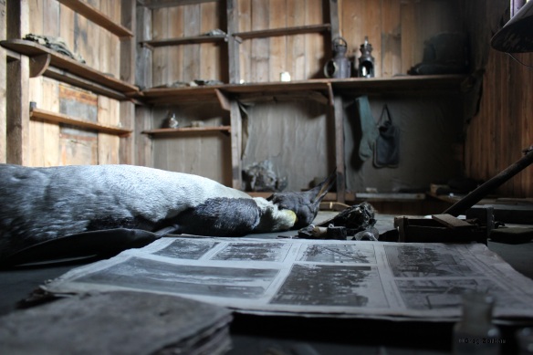 A table containing artifacts and science projects of the early Antarctic explorers.  The emperor penguin is not stuffed.  It is just as it was originally left.  History is frozen in time.