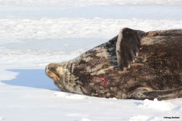A male Weddell Seal with some recent battle wounds.