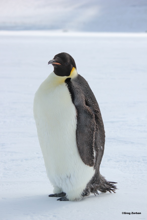 An Emperor Penguin that is molting.  The photo was taken along the ice shelf road to Pegasus airfield in Antarctica.