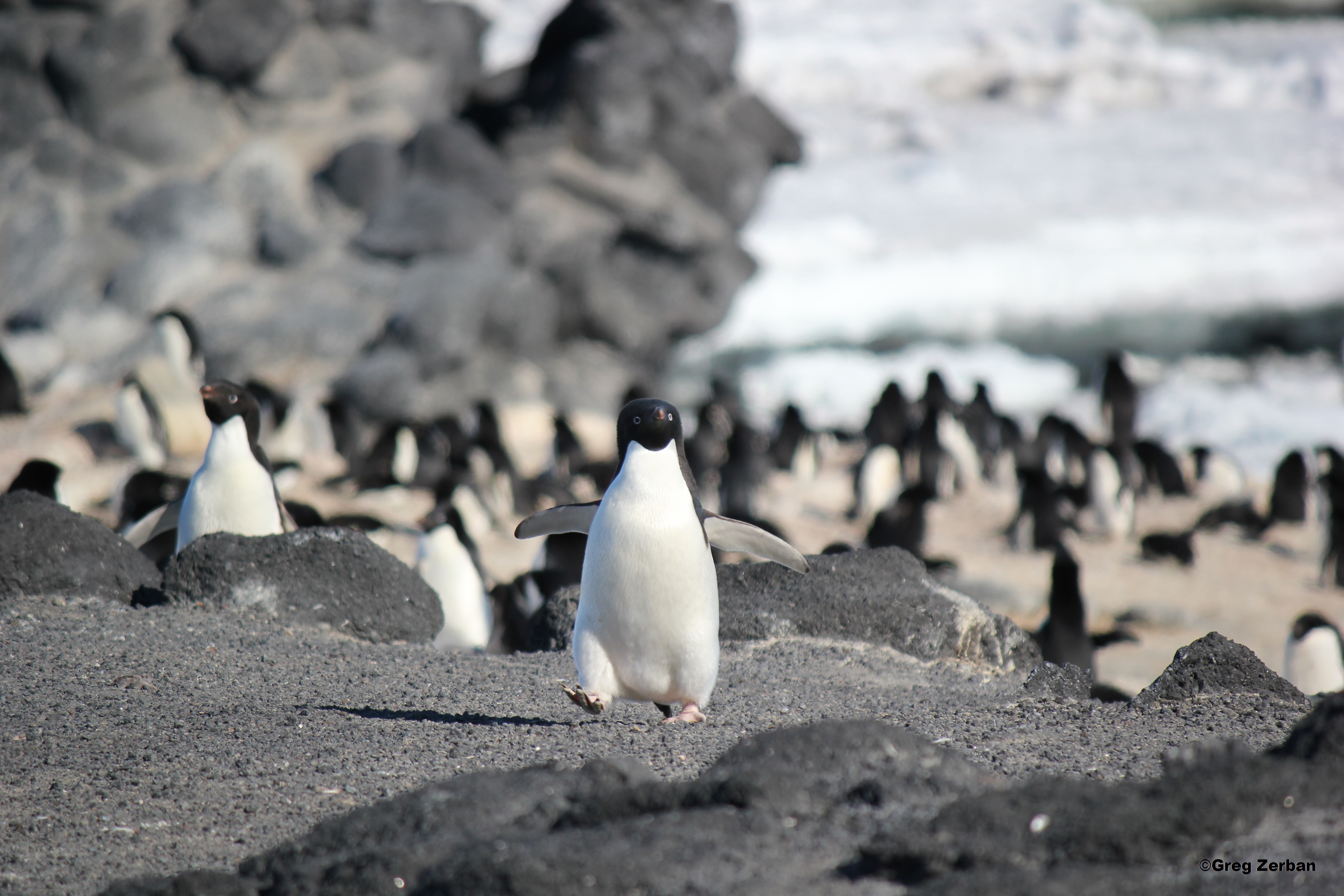 Песни жить на севере. Росс Айленд пингвины. Пингвины Кейп. Пингвин Адели. Пингвины в море.
